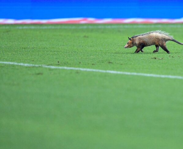 Gambá Flamengo copa do brasil